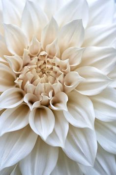 a large white flower with lots of petals