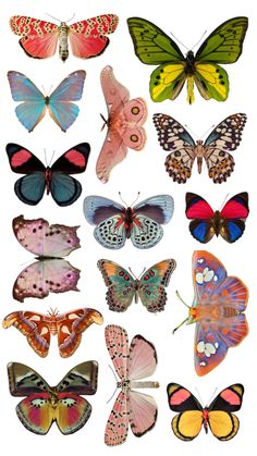 many different colored butterflies on a white background