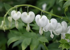 some white flowers are hanging from a branch