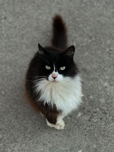 a black and white cat is looking up at the camera