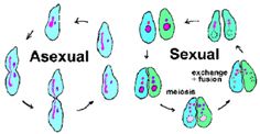 Invitro Fertilization, Science Cells, Biological Diversity, Living Organisms, Genetic Variation