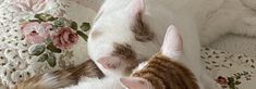 two cats sleeping next to each other on top of a white bed covered in pink flowers