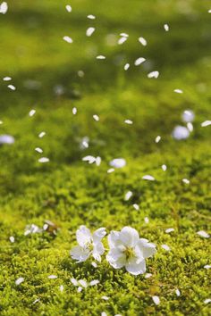 some white flowers are in the middle of green mossy ground with tiny white petals