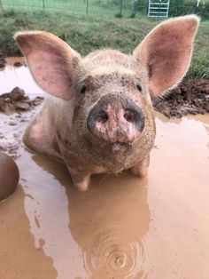 a pig that is sitting in the mud with its ears sticking out and it's eyes wide open