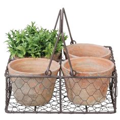 four clay planters in a wire basket with green plants