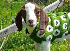 a brown and white goat wearing a green sweater in the grass next to a fence