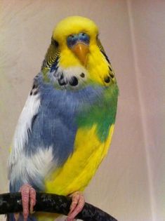 a yellow and blue parakeet sitting on top of a tree branch