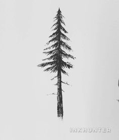 a black and white photo of a lone pine tree