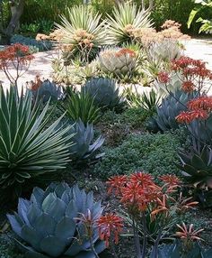 an assortment of succulents and other plants in a garden