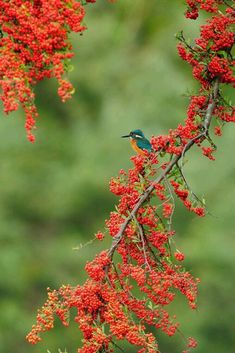 a small bird sitting on top of a tree branch with red flowers in the background