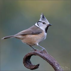 a small bird perched on top of a tree branch