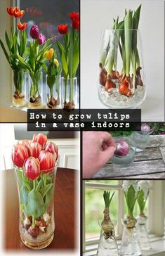 there are many different vases with flowers in them and the words how to grow tulips in a vase indoors