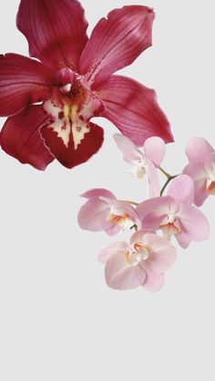 two pink orchids with white and red petals