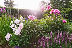 pink and white flowers are growing in the garden