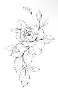 Peony Rose Tattoo Design, Flower Design Tattoo Sketches, Peonies Flower Drawing, Peony Flower Tattoo Stencil, Peony Outline Drawing, Peony Reference Photo, Lily Flower Line Drawing, Peony Flowers Drawing, Vase Pattern Design