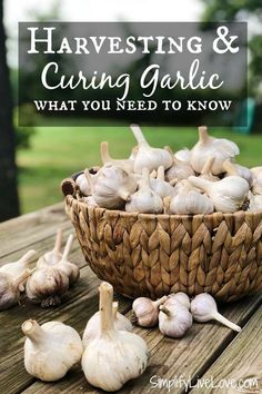 garlic in a basket with the words harvesting and caring garlic what you need to know