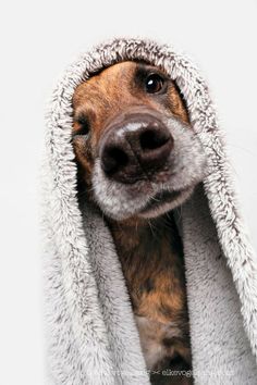 a dog is wrapped in a blanket and looking at the camera with his head sticking out