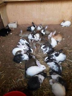 many rabbits are laying on the ground in their pen and one is looking at the camera