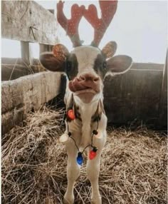 a baby cow with christmas lights on it's ears standing in hay next to a fence