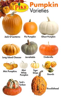 pumpkin varieties with their names and pictures