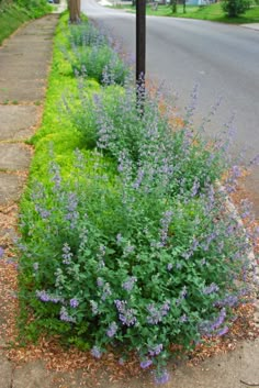 blue flowers are growing on the side of a road next to a street sign and trees