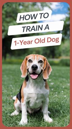 Wondering how to train a 1-year-old dog without tearing your hair out? This age is like the “teenage phase” for dogs, but with the right approach, you can still teach them great habits! From practical obedience tips to effective leash training strategies, this guide will help you turn your wild pup into a well-behaved companion while keeping your sanity. 💪 How To Train Your Dog To Be Calm, Dog Training Obedience Teaching, How To Train A Puppy To Walk On A Leash, How To Train A Dog, Obedience Training For Dogs, How To Train Dogs, Unique Christmas Trees Themes, Dog Pee Smell, Classy Christmas Party