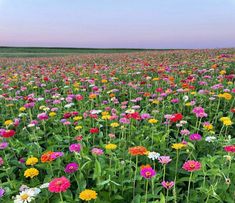 a large field full of colorful flowers