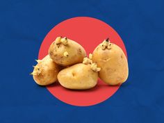 four potatoes on a blue and red background