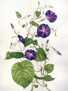 a drawing of purple flowers and green leaves