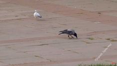 two birds standing on the ground near each other