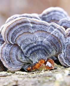 a group of mushrooms sitting on top of a wooden table covered in lichens