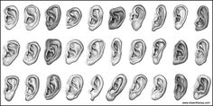 an ear is shown in different positions and sizes