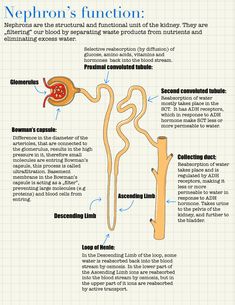 the nephron's function in food and water info sheet with text on it