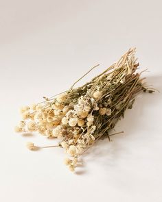 A bouquet of Natural Dried Amaranth on a white backdrop Amaranth Bouquet, Baking Bowl, Farmhouse Pottery, Planter Gift, Dried Florals, Oregon Usa, Decorative Pots, Amaranth, Spring Recipes