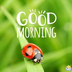 a ladybug sitting on top of a green leaf with the words good morning