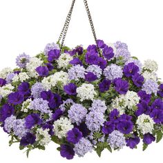 purple and white flowers are hanging from a metal planter with chains attached to it