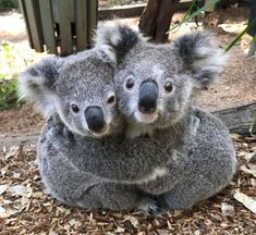 two koalas sitting on top of each other