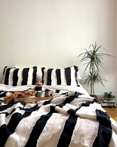 a bed with black and white striped comforter next to a potted palm tree