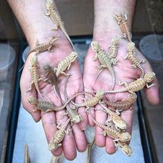 several small lizards are on the palm of someone's hands