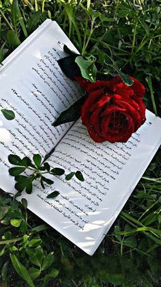 a red rose laying on top of an open book in the middle of some grass