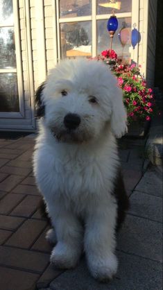 a small white dog sitting on top of a brick floor next to a flower pot