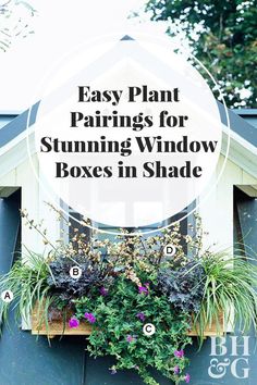 a window box with plants and flowers in it that says easy plant pairings for stunning window boxes in shade