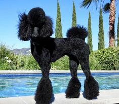 a black poodle standing in front of a pool