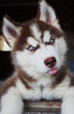 a husky dog with blue eyes laying down