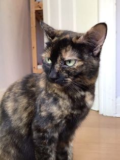 a cat with green eyes sitting on the floor