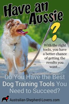 a dog on a leash with the caption have an aussie? do you have the best dog training tools you need to success?