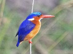 a blue and orange bird sitting on top of a plant