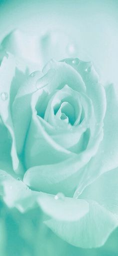 a green rose with water droplets on it's petals is shown in this image