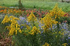 wildflowers and other flowers in a field