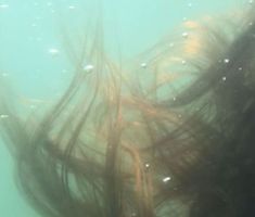 an underwater view of hair in the water